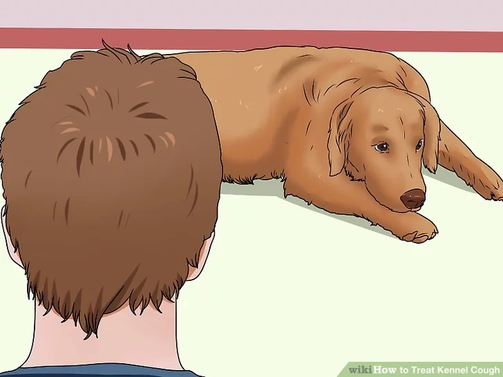 Monitor your dog's energy