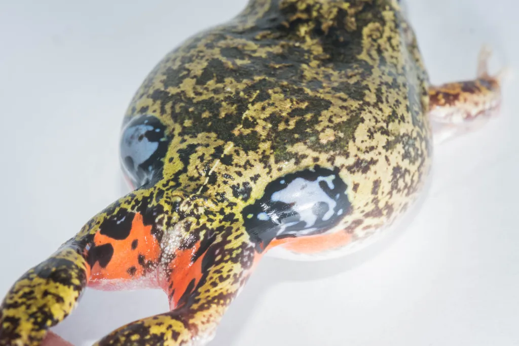 dori stretched out with clearly visible the red spots and double eyes