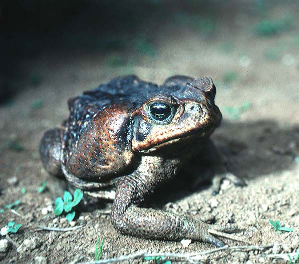 Front view with ossified margins and ear glands (left)