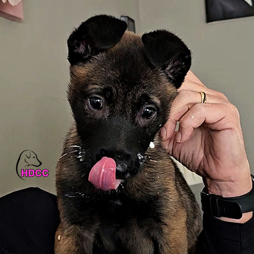 to share food with a pup, fun with yogurt