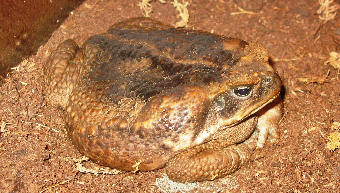 Sapo
